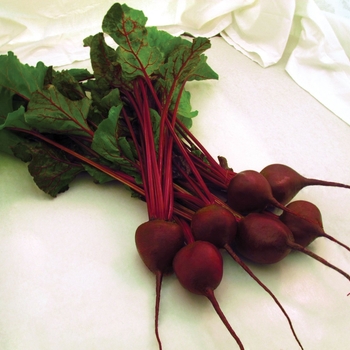 Beta - Beets Beta - Beets