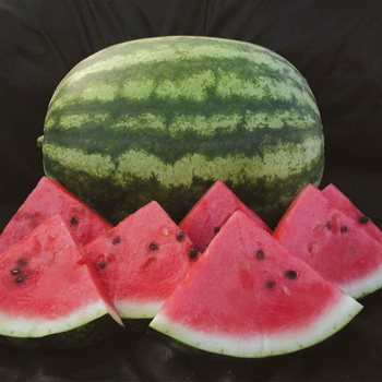 Sugar Baby - Watermelon Sugar Baby - Watermelon