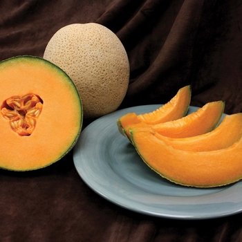 Cucumis melo - Cantaloupe Cucumis melo - Cantaloupe