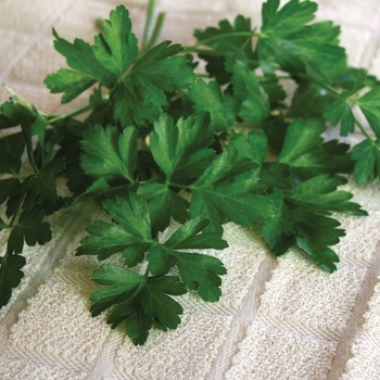 Petroselinum crispum var. neapolitanum - 'Dark Green Italian' Parsley Petroselinum crispum var. neapolitanum - 'Dark Green Italian' Parsley