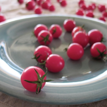 Sweet Treats - Cherry Tomato Sweet Treats - Cherry Tomato