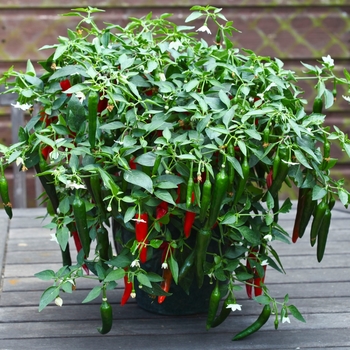 Capsicum annuum - Birdseye Chili Pepper Capsicum annuum - Birdseye Chili Pepper
