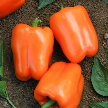 Capsicum annuum - 'Orange Blaze' Sweet Pepper Capsicum annuum - 'Orange Blaze' Sweet Pepper