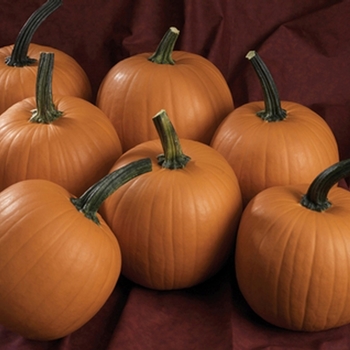 Howden - Pumpkin Howden - Pumpkin