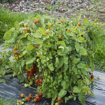 Juliet Grape - Tomato Juliet Grape - Tomato