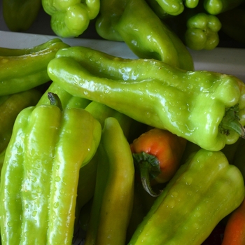Cubanelle - Pepper Cubanelle - Pepper