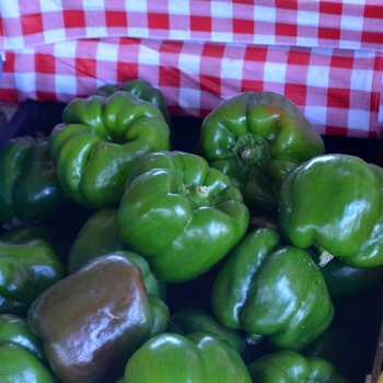 Capsicum annuum - Green Bell Pepper Capsicum annuum - Green Bell Pepper