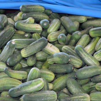 Pickling - Cucumber Pickling - Cucumber