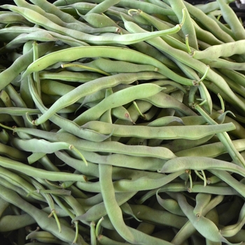 Green Beans - Beans