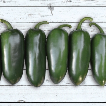 Capsicum annuum - Jalapeno Hot Pepper Capsicum annuum - Jalapeno Hot Pepper