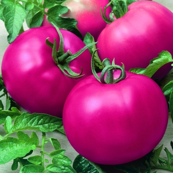 Pink Beefsteak - Tomato Pink Beefsteak - Tomato