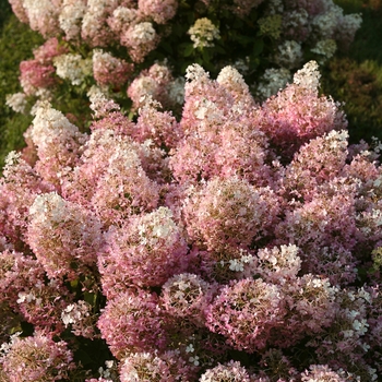 Hydrangea paniculata - 'Bobo&reg;' Panicle Hydrangea