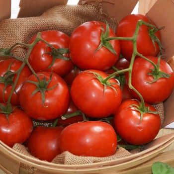 Jet Star - Tomato Jet Star - Tomato