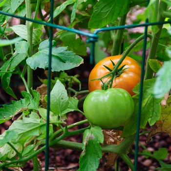 Big Beef - Tomato Big Beef - Tomato