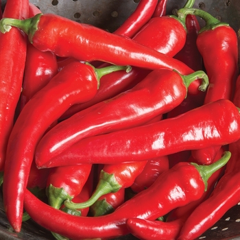 Capsicum annuum - Long Red Cayenne Pepper Capsicum annuum - Long Red Cayenne Pepper