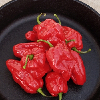 Capsicum chinense - Ghost Hot Peppers Capsicum chinense - Ghost Hot Peppers