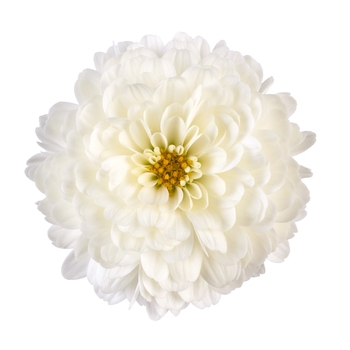 Chrysanthemum grandiflorum - 'Gigi™ Snow' Garden Mum