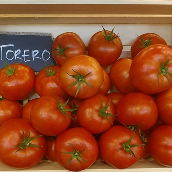 Beefsteak - Tomato Beefsteak - Tomato