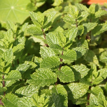 Mentha spicata - Spearmint, Mint Mentha spicata - Spearmint, Mint