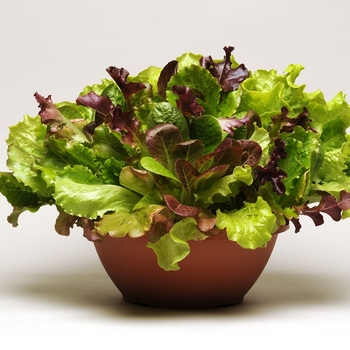Ashley - Lettuce Ashley - Lettuce