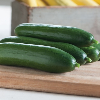 Cucumis sativus - 'Diva' Cucumber Cucumis sativus - 'Diva' Cucumber