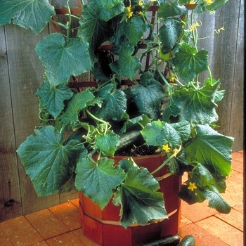 Cucumis sativus - Cucumber, Bush Crop Cucumis sativus - Cucumber, Bush Crop