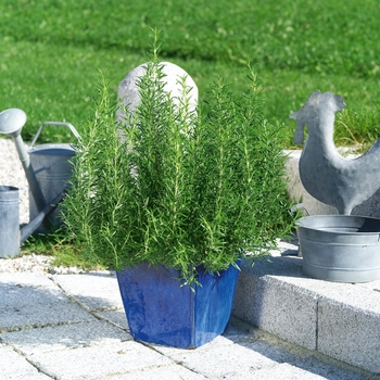 Rosmarinus officinalis - Common Rosemary Rosmarinus officinalis - Common Rosemary