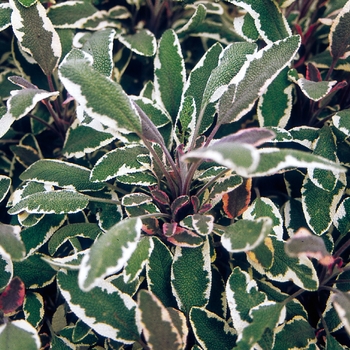 Salvia officinalis - 'Tricolor' Sage Salvia officinalis - 'Tricolor' Sage