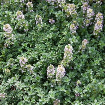 Thymus x citriodorus - Lemon Thyme Thymus x citriodorus - Lemon Thyme
