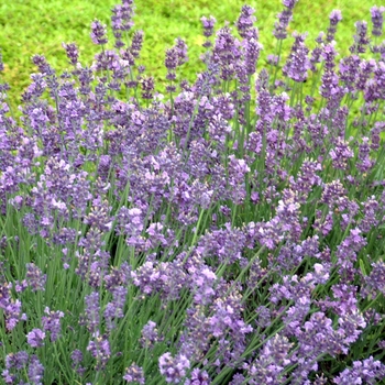 Lavandula angustifolia - 'Munstead' Lavender Lavandula angustifolia - 'Munstead' Lavender