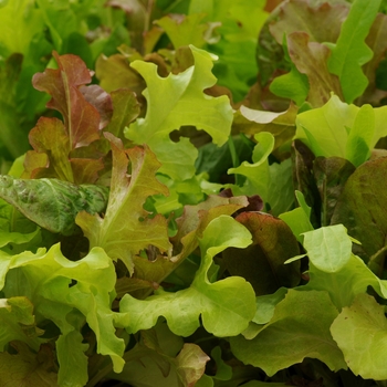 Gourmet Blend - Lettuce Gourmet Blend - Lettuce