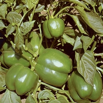 Emerald Giant - Bell Pepper Emerald Giant - Bell Pepper