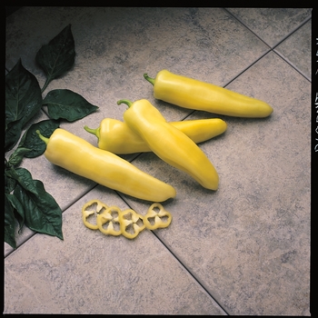 Capsicum annuum - 'Pageant' Sweet Pepper Capsicum annuum - 'Pageant' Sweet Pepper