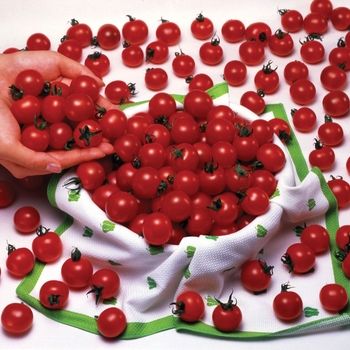 Sweet Million - Cherry Tomato Sweet Million - Cherry Tomato