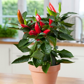 Capsicum annuum - 'Hot Burrito' Ornamental Pepper Capsicum annuum - 'Hot Burrito' Ornamental Pepper