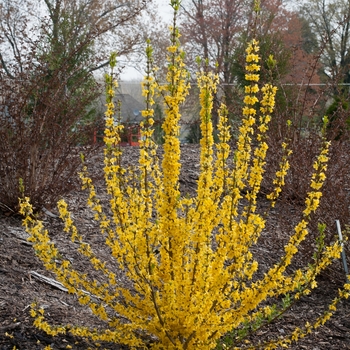 Forsythia - Show Off Starlet&reg;