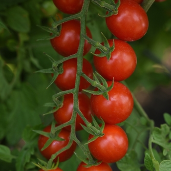 Supersweet 100 - Cherry Tomato Supersweet 100 - Cherry Tomato