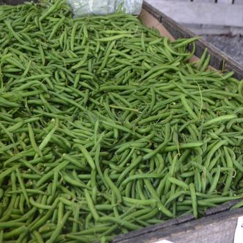 Phaseolus vulgaris - Beans, Green Bush Phaseolus vulgaris - Beans, Green Bush