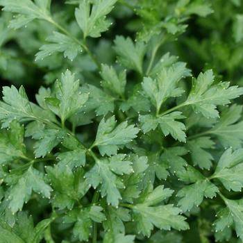 Petroselinum neapolitanum - Italian Plain Parsley Petroselinum neapolitanum - Italian Plain Parsley