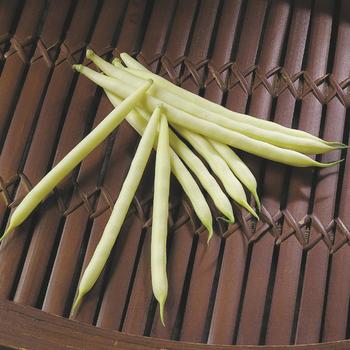 Phaseolus - Yellow Wax Bean Phaseolus - Yellow Wax Bean