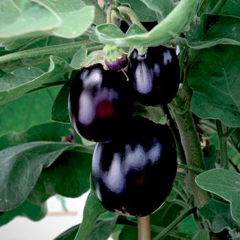 Black Beauty - Eggplant Black Beauty - Eggplant