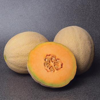 Cucumis melo - Cantaloupe Cucumis melo - Cantaloupe