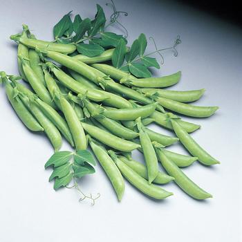 Pisum sativum - Peas Pisum sativum - Peas