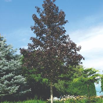 Acer truncatum x platanoides - 'Crimson Sunset&reg;' Maple