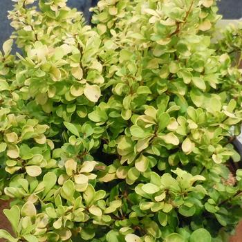 Berberis (Barberry) - WorryFree&reg; 'Lemon Cutie&reg;'