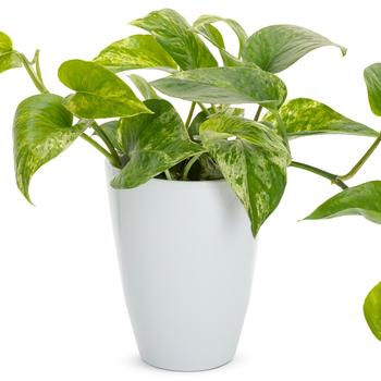 Epipremnum aureum - 'Marble Queen' Pothos Epipremnum aureum - 'Marble Queen' Pothos