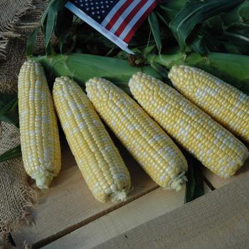 American Dream - Sweet Corn American Dream - Sweet Corn