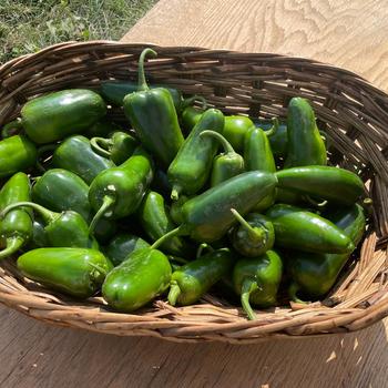 Capsicum annuum - 'San Joaquin' Jalapeno Pepper Capsicum annuum - 'San Joaquin' Jalapeno Pepper