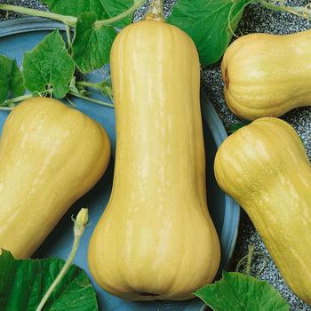 Cucurbita moschata - 'Waltham' Butternut squash Cucurbita moschata - 'Waltham' Butternut squash