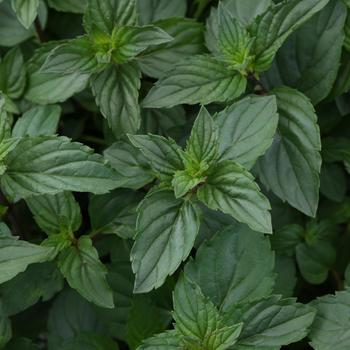 Mentha x piperita - Chocolate Mint Mentha x piperita - Chocolate Mint